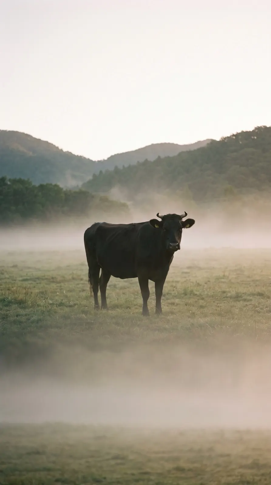 Japanese Black cattle standing in a pasture under morning mist, Iga, Mie